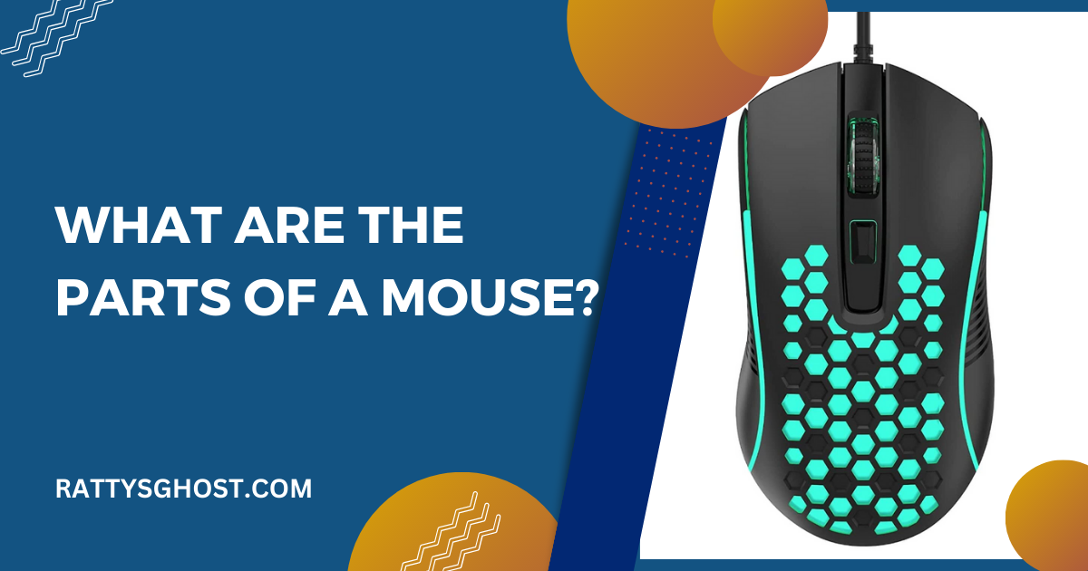 Anatomy of a computer mouse: all parts of the body of a mouse